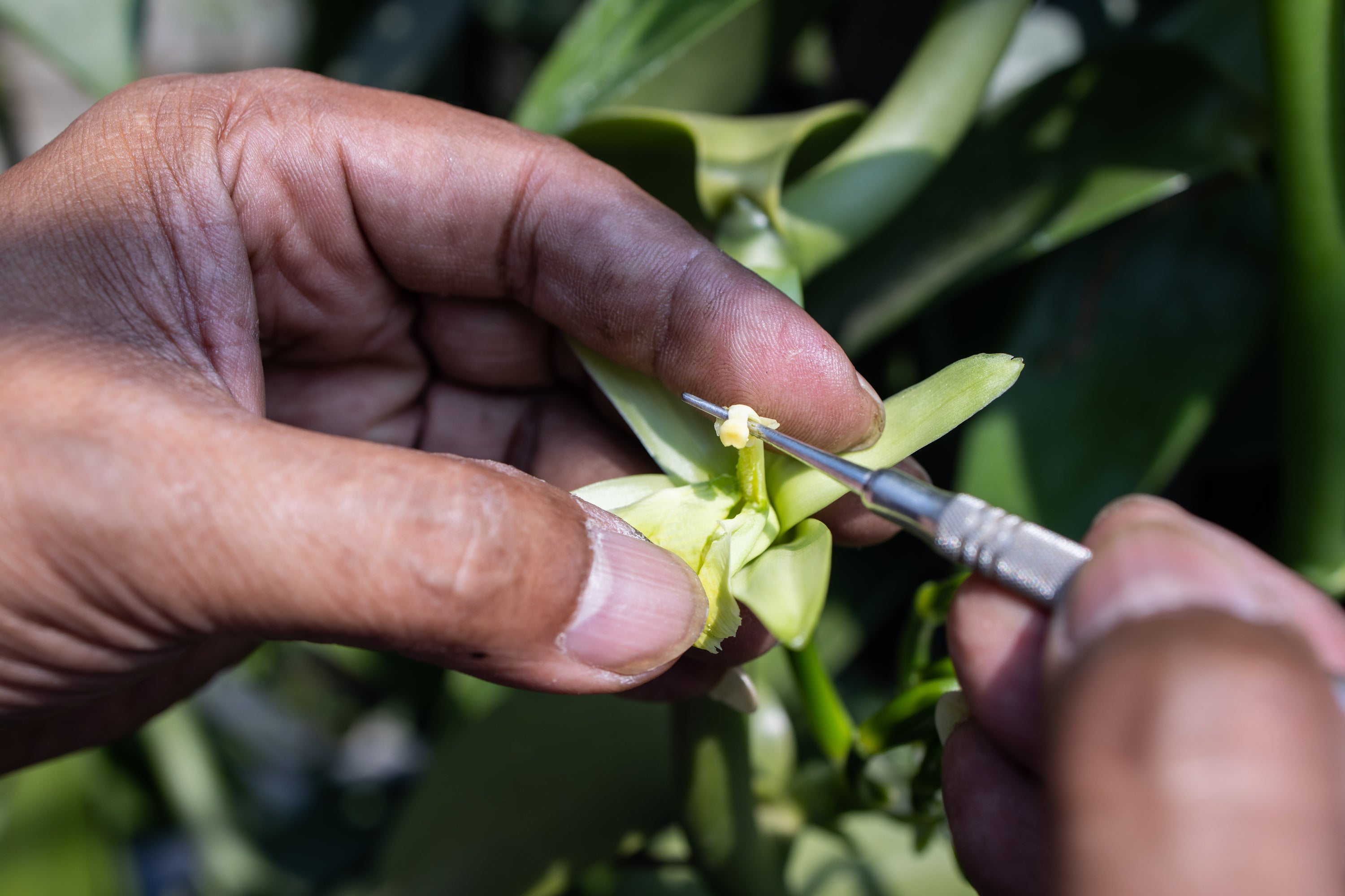 Pollinisation Manuelle